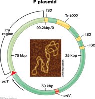 Genetic map of the F plasmid in E. coli