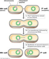 Transfer of chromosomal DNA by conjugation (Hfr cell)
