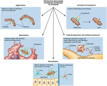 Results of antigen-antibody binding