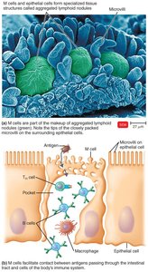 M cells in the immune system