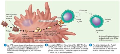 Activation of CD4+ T helper cells
