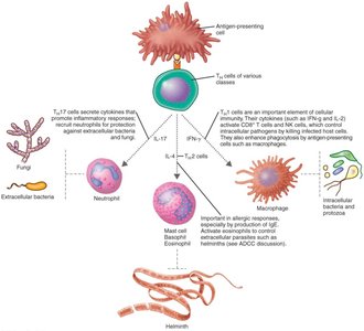 Lineage of effector T helper cell classes and targeted pathogens