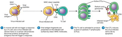 Killing of virus-infected target cell by cytotoxic T lymphocyte