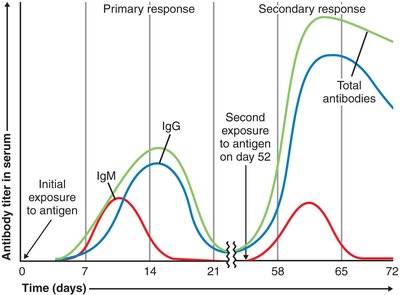 Primary and secondary immune responses to an antigen