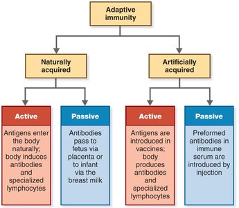 Types of adaptive immunity
