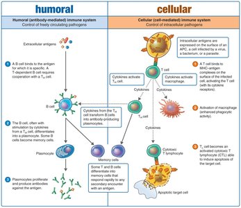 Dual nature of the adaptive immune system