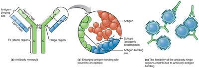 Structure of a typical antibody