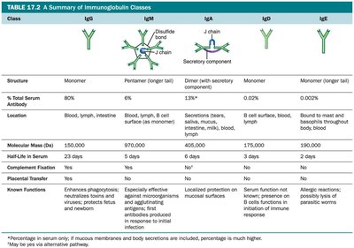 Summary table of immunoglobulin classes