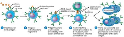 Activation of B cells against a T-dependent antigen