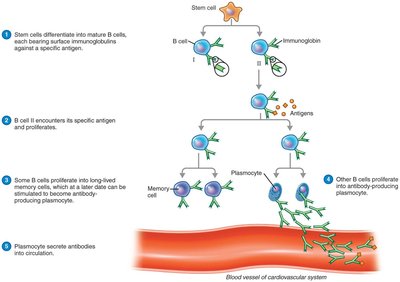 Clonal selection and differentiation of B cells
