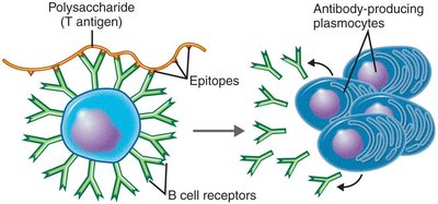 Activation of B cells against a T-independent antigen