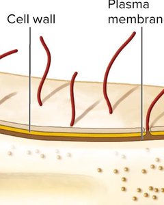Close-up of cell wall and plasma membrane