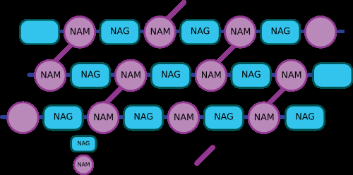 Peptidoglycan crosslinking