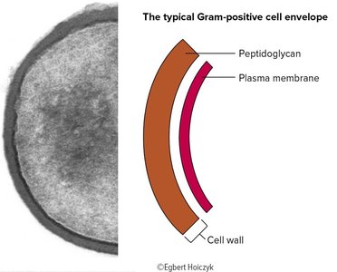Gram-positive cell envelope