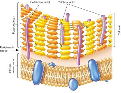 Teichoic and lipoteichoic acids in Gram-positive cell wall