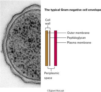 Gram-negative cell envelope