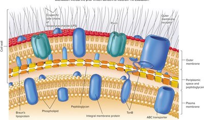 Gram-negative cell envelope structure