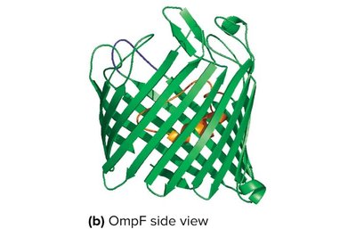 Porin protein structure