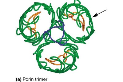 Porin trimer structure