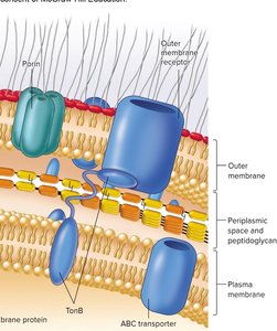 Outer membrane with porins and transporters