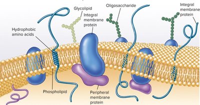 Fluid mosaic model of membrane