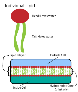 Phospholipid bilayer and membrane proteins