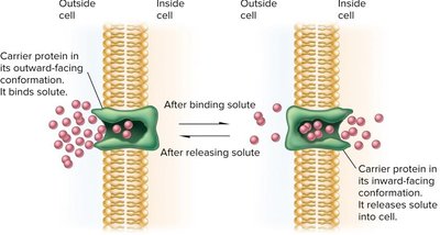 Facilitated diffusion via carrier protein