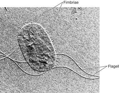 Fimbriae and flagellum on bacterial cell