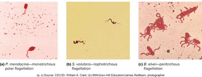 Patterns of flagella distribution