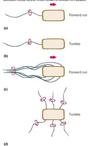 Flagellar movement: run and tumble