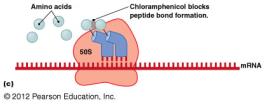Chloramphenicol blocking peptide bond formation