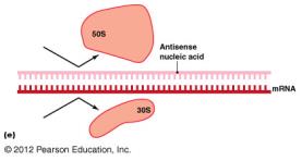 Antisense nucleic acid preventing ribosome assembly