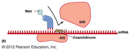 Oxazolidinone blocking initiation complex formation