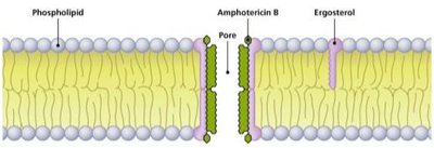Amphotericin B forming pores in fungal membrane