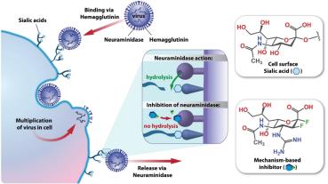 Neuraminidase inhibitors blocking influenza virus release