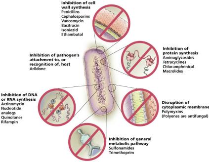 Overview of antimicrobial mechanisms of action