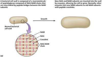 Structure of bacterial cell wall and peptidoglycan cross-linking