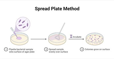 Spread plate method diagram