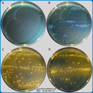 CLED agar with different colony colors