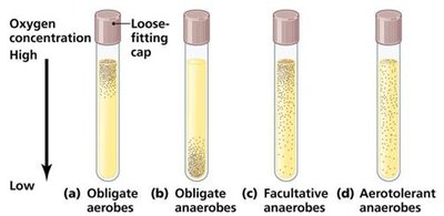 Diagram of oxygen concentration and bacterial growth