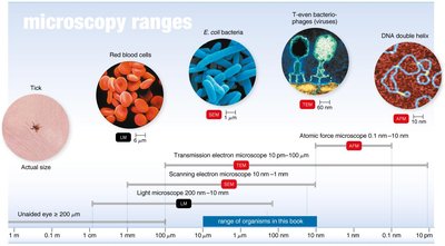 Microscopy ranges and microbe sizes