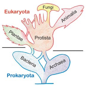 Tree of living organisms