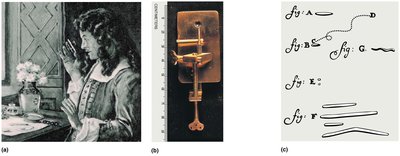 Early microscopy and observations by Hooke and Leeuwenhoek