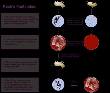 Koch's Postulates illustrated