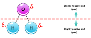 Polar covalent bond in water