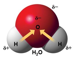 Partial charges in water molecule