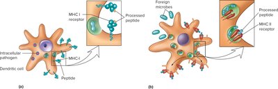 Antigen processing and presentation pathways