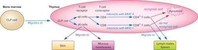 T cell development and selection in the thymus