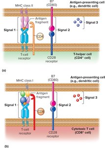 T cell activation signals
