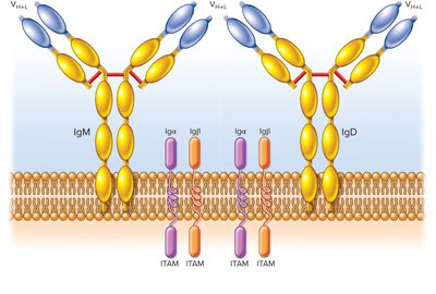 B cell receptor structure